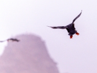 Puffin Viewing Site